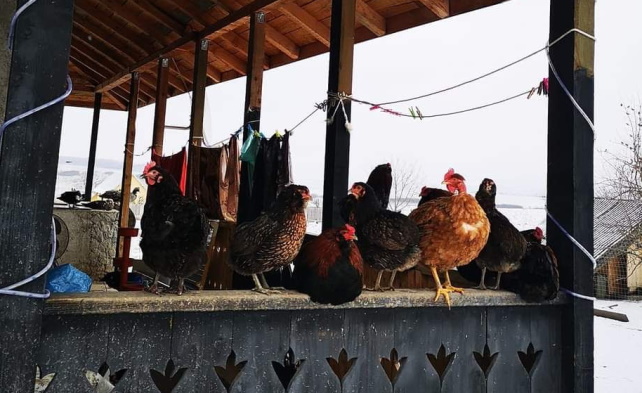 Einige Hühner sitzen auf der Veranda. Im Hintergrund wird Wäsche getrocknet.